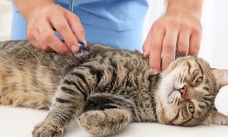 Medicii avertizează în legătură cu coronavirusul felin după ce mii de pisici au murit