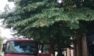 Doar doi arbori pleacă de pe strada Universității! Boc: "Păstrăm toți copacii maturi"