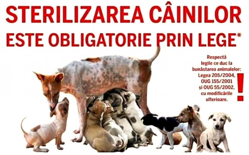 Se caută VOLUNTARI pentru campania de informare cu privire la sterilizarea, microciparea și vaccinarea câinilor: ”Putem salva sute de pui nenăscuți de la abandon și moarte”