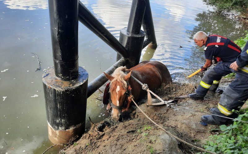 Cal salvat de pompieri după ce a căzut în Someș. Două autospeciale au intervenit pentru a scoate animalul din apă