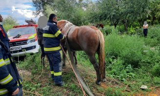Cal salvat de pompieri după ce a căzut în Someș. Două autospeciale au intervenit pentru a scoate animalul din apă