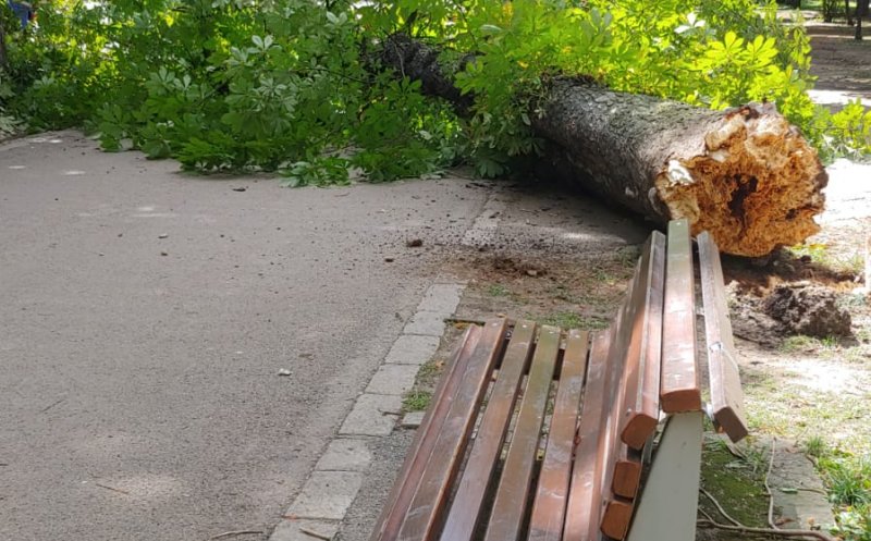 Atenție clujeni la plimbările prin Parcul Central. Castanii șubrezi pot cădea pe voi