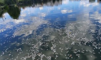 Dezastru ecologic! Mii de pești MORȚI plutesc pe lacul din Gheorgheni