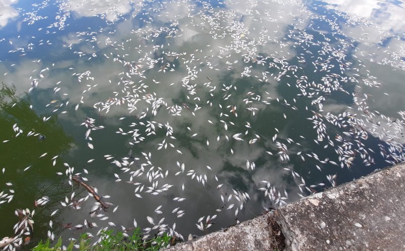 Dezastru ecologic. Mii de pești MORȚI plutesc pe lacul din Gheorgheni