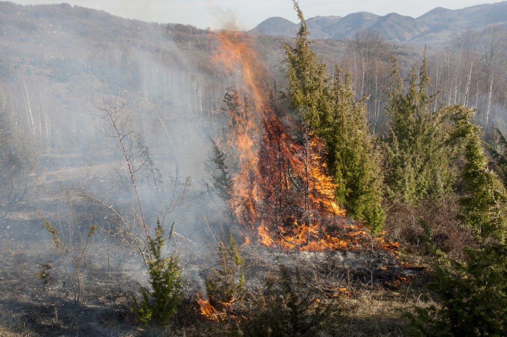 Protecţia Mediului: „Trebuie să oprim arderile de vegetaţie şi să pedepsim piromanii!” Mii de incendii în prima jumătate a anului