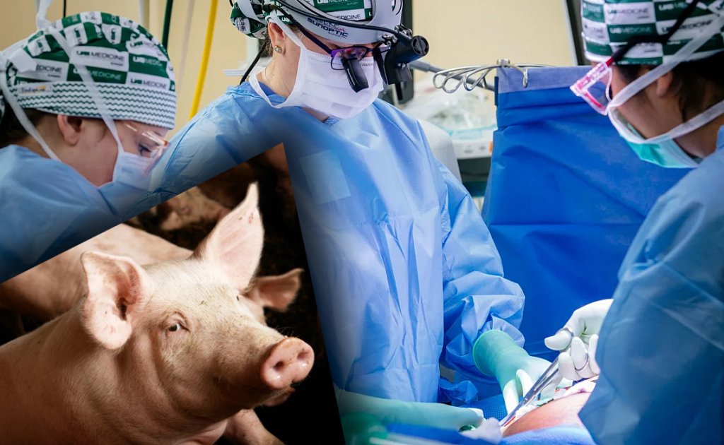 Record în lumea medicală: Rinichi de PORC transplantat la OM, încă funcțional la o lună de la operație