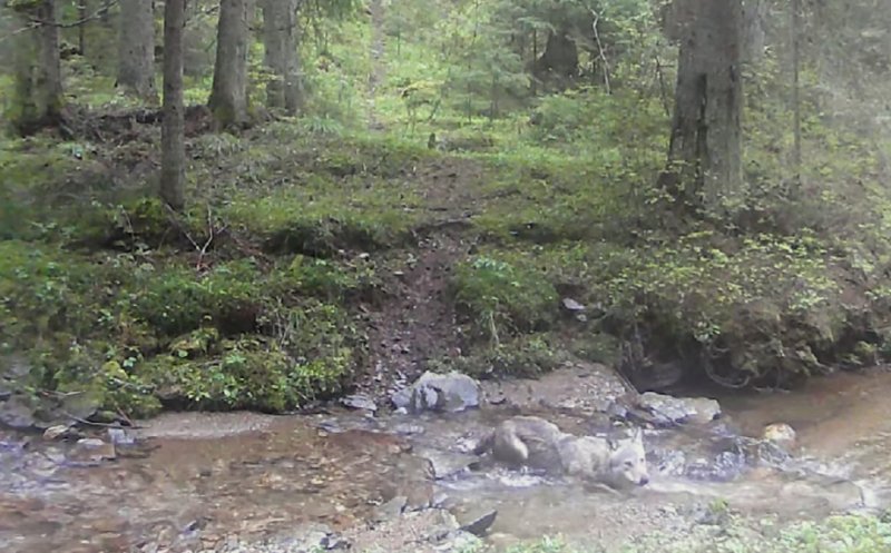 “Bălăceală” pe timp de caniculă. Lup surprins în timp ce se răcorește în râul unei păduri din Parcul Natural Apuseni