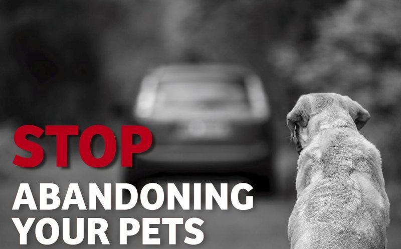 Un câine a fost ucis de propriii stăpâni fiind închis în portbagaj pe caniculă. Protectia Animalelor Cluj organizează sesiuni de informare