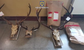 Percheziții în Cluj la persoane bănuite de braconaj. Au fost confiscate două arme de vânătoare, trofee de animale și mii de euro