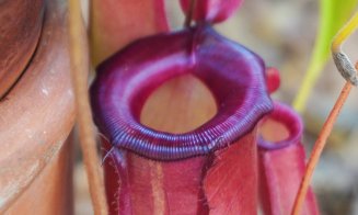 Plantele carnivore își dezvăluie secretele la Grădina Botanică "Alexandru Borza" Cluj-Napoca