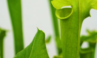 Plantele carnivore își dezvăluie secretele la Grădina Botanică "Alexandru Borza" Cluj-Napoca
