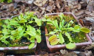 Plantele carnivore își dezvăluie secretele la Grădina Botanică "Alexandru Borza" Cluj-Napoca