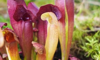 Plantele carnivore își dezvăluie secretele la Grădina Botanică "Alexandru Borza" Cluj-Napoca