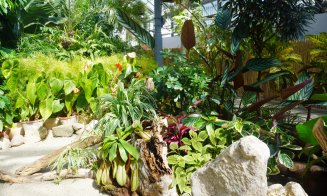 Plantele carnivore își dezvăluie secretele la Grădina Botanică "Alexandru Borza" Cluj-Napoca