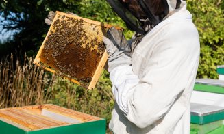 România, pe locul 2 în Europa la numărul de familii de albine. Câtă miere consumă românii anual