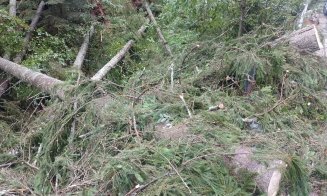 Copaci căzuți pe drum în județul Cluj din cauza furtunii. ISU: „S-au raportat porțiuni de drum blocate”