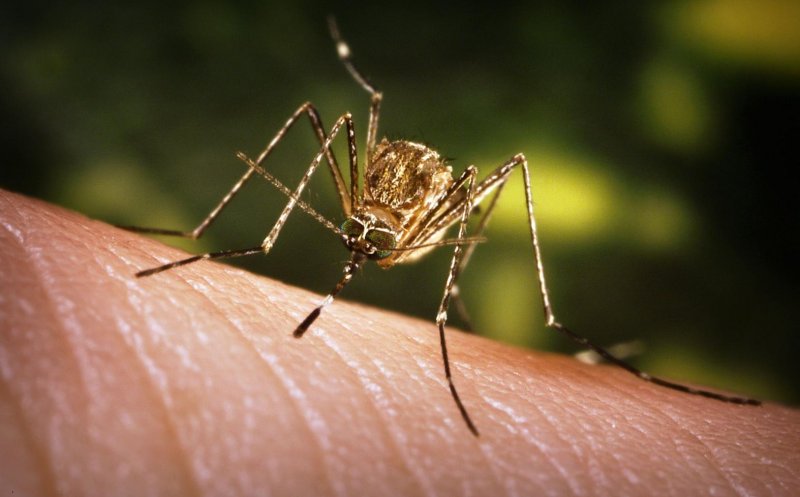 Noi cazuri cu West Nile în România. 6 persoane au murit/ Zonele cu cele mai multe infectări