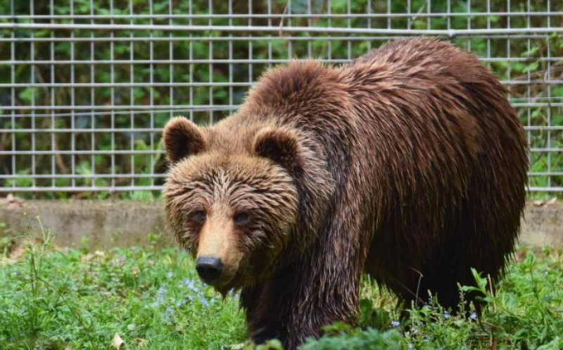 Un urs a fost împuşcat după ce a ajuns în curtea unui liceu: "Aceasta a fost cea mai sigură opţiune"