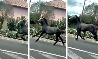 Au scăpat caii putere în traficul de pe un drum european din Cluj. Ca în filmele cu Mărgelatu :)