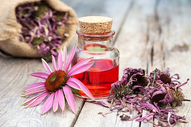 Cea mai folosită plantă împotriva infecţiilor. În România este cultivată şi ca plantă decorativă