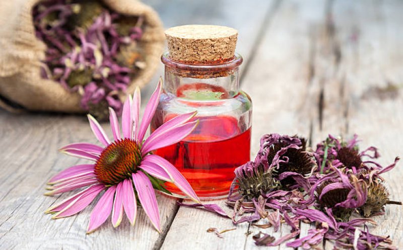 Cea mai folosită plantă împotriva infecţiilor. În România este cultivată şi ca plantă decorativă