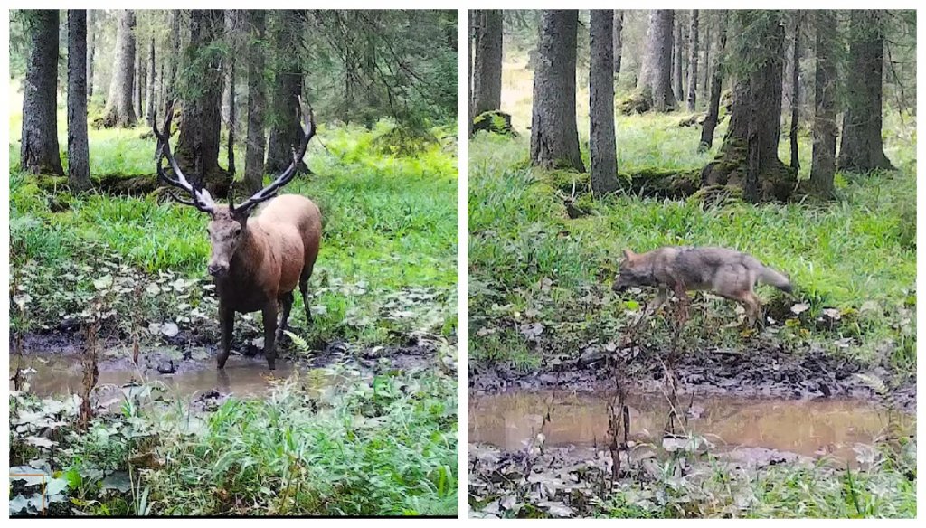 Zonele de bocănit ale cerbilor atrag și alți “vizitatori”. Imagini spectaculoase din Parcul Natural Apuseni cu lupi în căutare de hrană