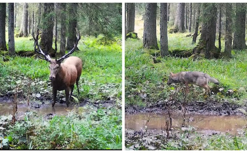 Zonele de bocănit ale cerbilor atrag și alți “vizitatori”. Imagini spectaculoase din Parcul Natural Apuseni cu lupi în căutare de hrană
