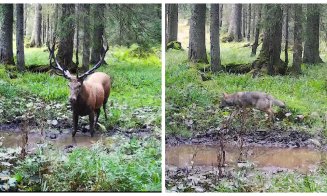 Zonele de bocănit ale cerbilor atrag și alți “vizitatori”. Imagini spectaculoase din Parcul Natural Apuseni cu lupi în căutare de hrană