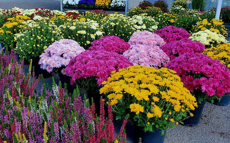 Amplasamente pentru comercializarea florilor cu ocazia zilei de 1 Noiembrie