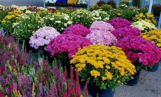 Amplasamente pentru comercializarea florilor cu ocazia zilei de 1 Noiembrie