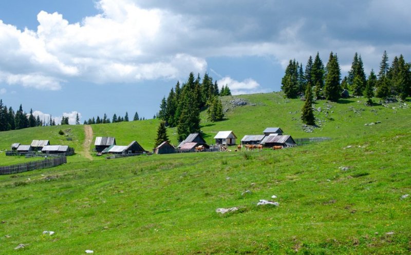 Poiana fermecătoare din Apuseni, vizitată de turiștii din întreaga lume! Este la graniță cu județul Cluj