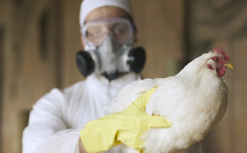 Focar de GRIPĂ AVIARĂ în România! Europa, afectată de un nou val de virus H5N1