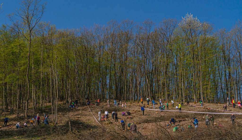 CERT Transilvania caută voluntari pentru plantarea a 10.000 de puieți: "Voi trebuie să aduceți doar un strop de chef de muncă și mult drag de pădure"