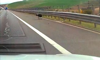 Câine ciobănesc, pe Autostrada Transilvania. Direcția Gilău-Turda
