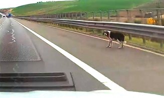 Câine ciobănesc, pe Autostrada Transilvania. Direcția Gilău-Turda