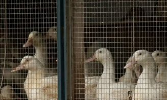 Focar de gripă aviară înalt patogenă H5N1 în Ungaria. În ce parte a țării a apărut virusul
