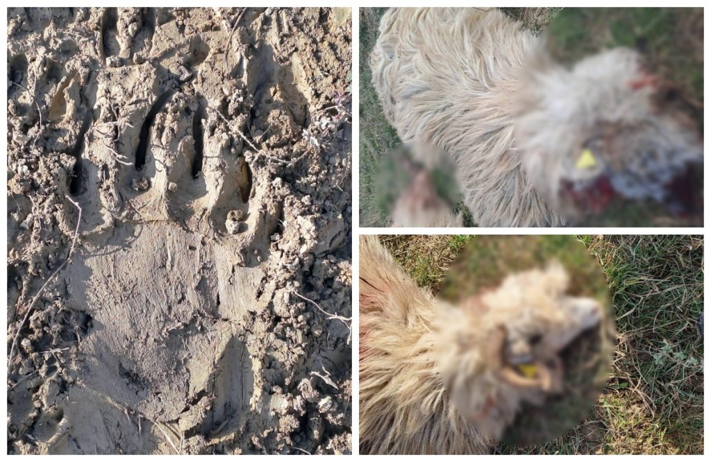 Un urs a dat atacul la o stână din Cluj. Peste 10 oi au fost sfâșiate și 27 sunt dispărute