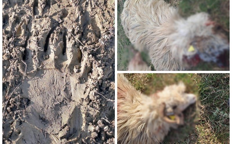 Un urs a dat atacul la o stână din Cluj. Peste 10 oi au fost sfâșiate și 27 sunt dispărute