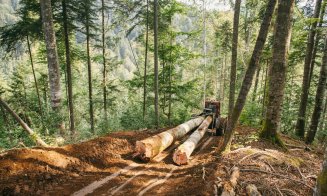 Tăierile ilegale de păduri din România vor fi monitorizate din satelit. Contract de 31 mil. lei