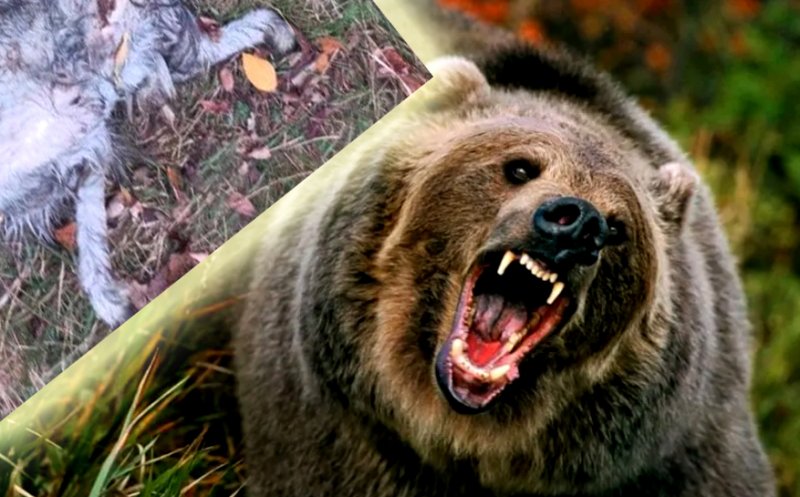 Urșii au dat atacul într-o comună din Cluj. Animale sfâşiate şi oameni care se tem pentru vieţile lor