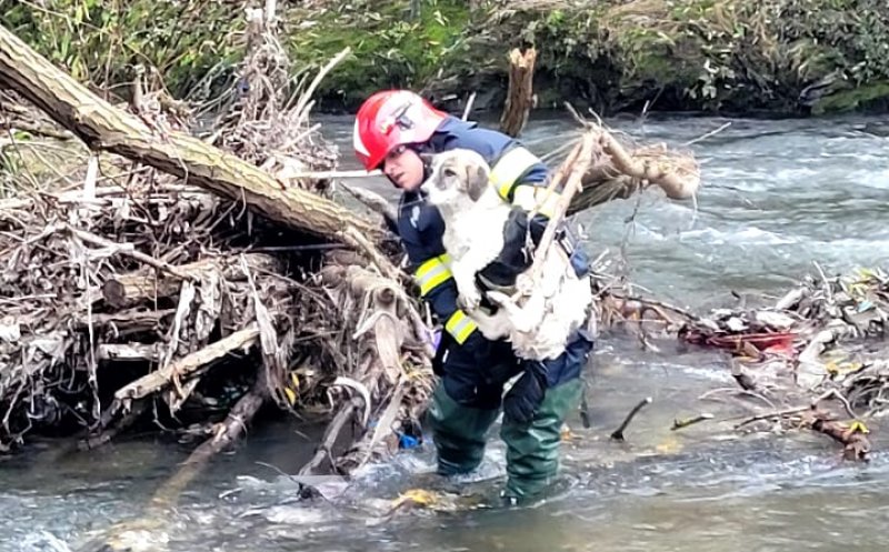 Operațiune specială la Cluj! Câine rămas izolat pe o insulă din Someș, salvat de pompieri
