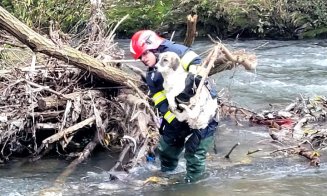 Operațiune specială la Cluj! Câine rămas izolat pe o insulă din Someș, salvat de pompieri