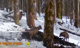 VIDEO inedit din Parcul Natural Apuseni: Lupi care devorează un hoit de căprioară