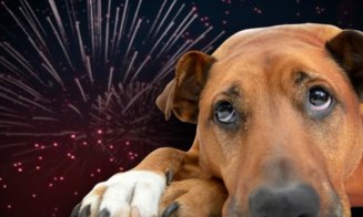 Sfaturi cum să îți protejezi animalele de casă de petarde și artificii