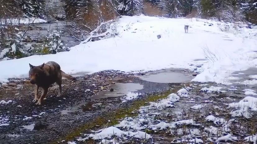 VIDEO inedit din Parcul Natural Apuseni: Reacția unor lupi când descoperă o cameră de monitorizare în pădure