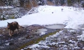 VIDEO inedit din Parcul Natural Apuseni: Reacția unor lupi când descoperă o cameră de monitorizare în pădure