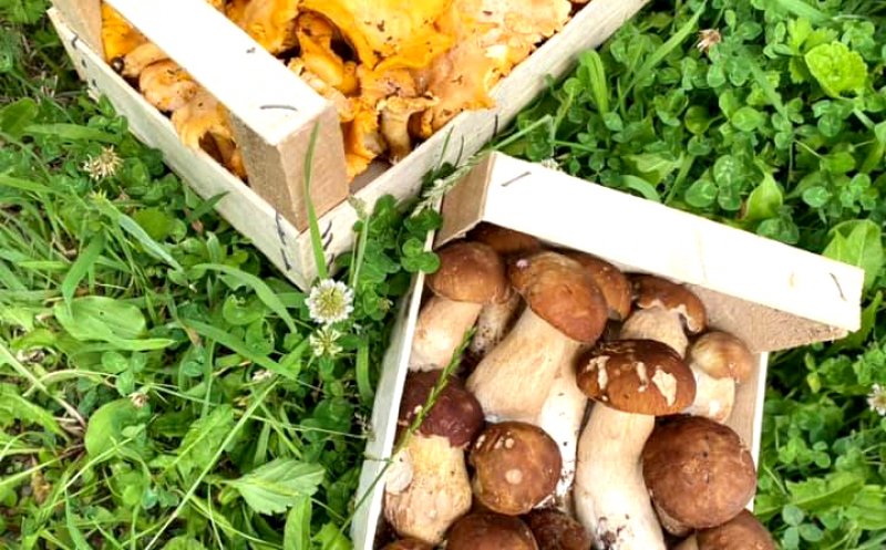 O companie din Cluj exportă sute de tone de ciuperci şi fructe de pădure: "Nu suntem ajutaţi să pătrundem în piaţa românească"