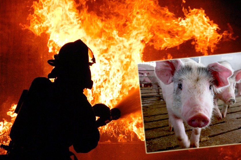 INCENDIU în Cluj la un adăpost pentru porci. 7 anexe cuprinse în totalitate de de flăcări / Animale arse