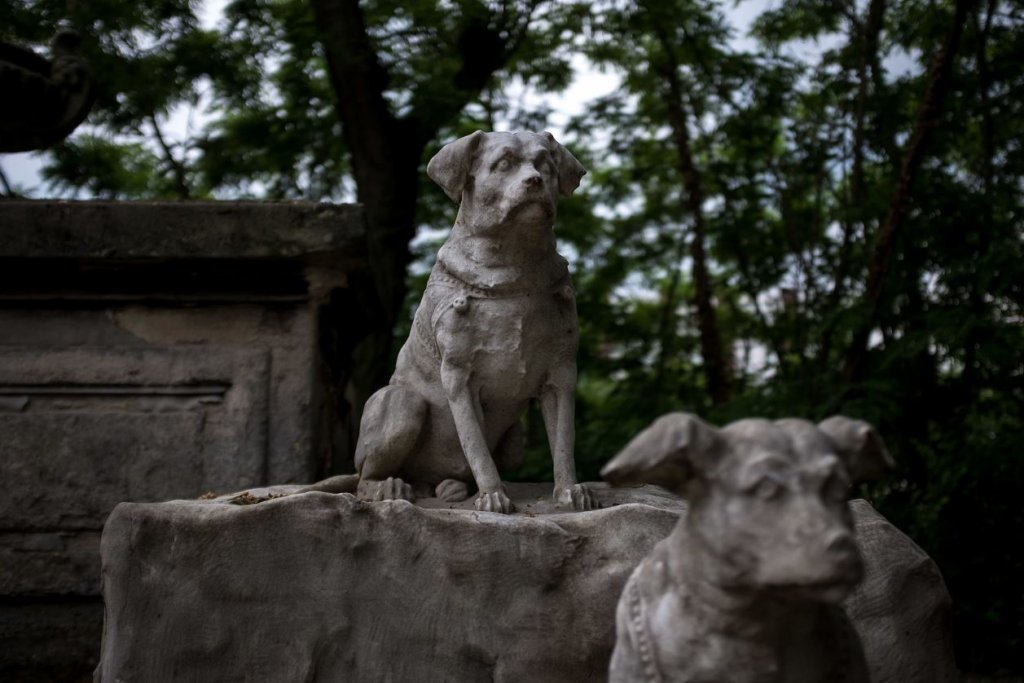 Clujul va avea un cimitir pentru animale. Boc: "E o promisiune pe care vreau să o onorez"
