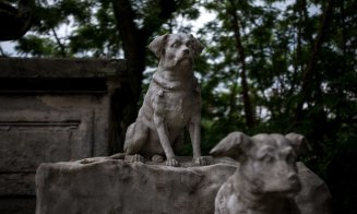 Clujul va avea un cimitir pentru animale. Boc: "E o promisiune pe care vreau să o onorez"